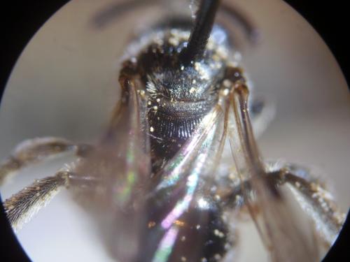 Lasioglossum bimaculatum