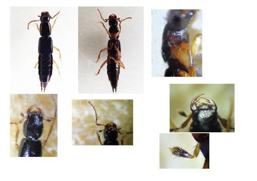 Ochthephilum collare