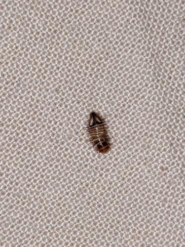 Anthrenus sp.