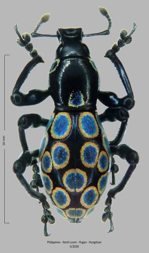 Réf. 314 190 : Pachyrhynchus congestus pavonius