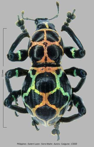 Pachyrhynchus reticulatus