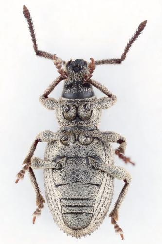 Réf. 314 330 : Pseudomeira rustica