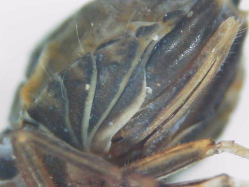 Javesella sp.