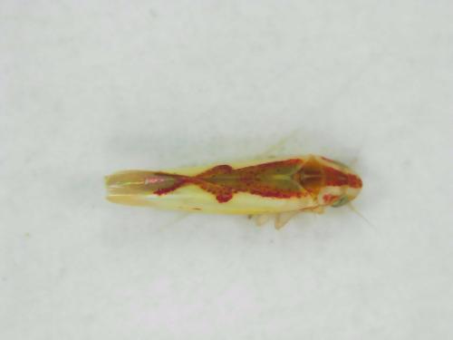 Zygina angusta