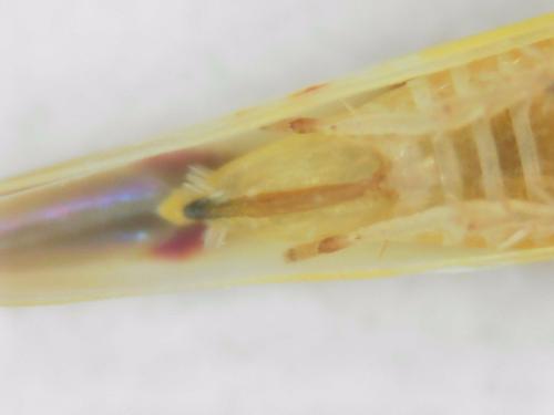 Zygina angusta