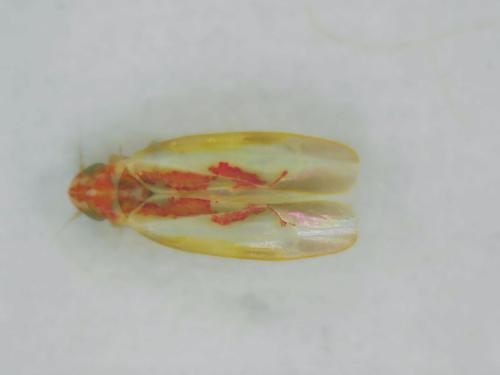 Zygina tiliae