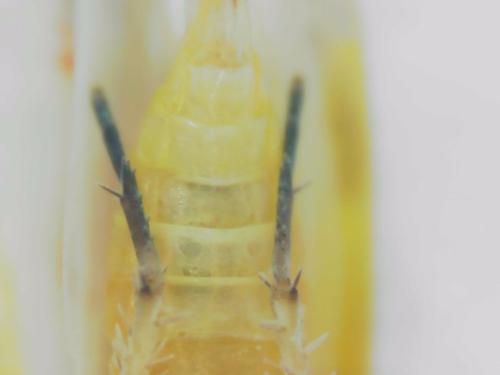 Zygina tiliae