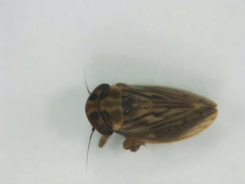 Réf. 314 444 : Anaceratagallia sp.