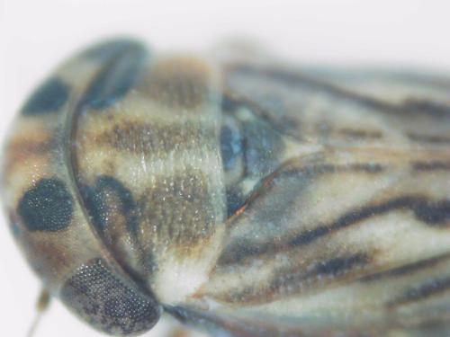 Réf. 314 445 : Anaceratagallia sp.
