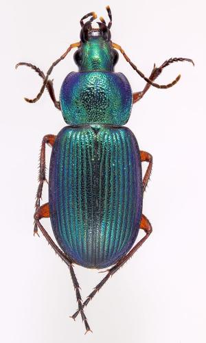Chlaenius decipiens