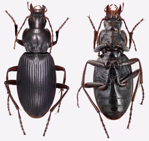 Laemostenus algerinus algerinus