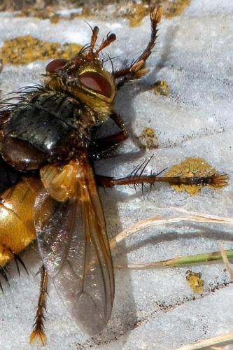 Tachina fera