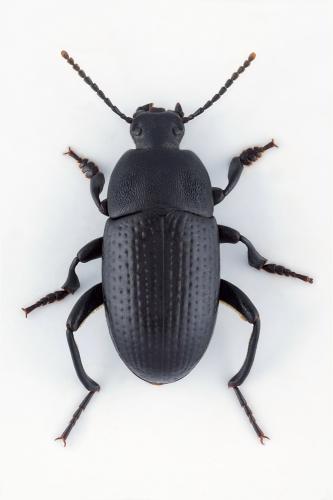 Pedinus olivieri