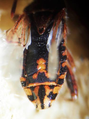Réf. 314 603 : Stictopleurus punctatonervosus
