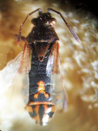 Réf. 314 602 : Stictopleurus punctatonervosus