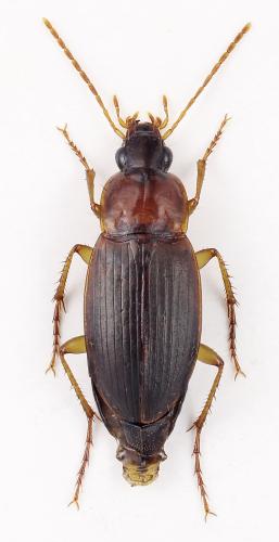 Calathus mollis