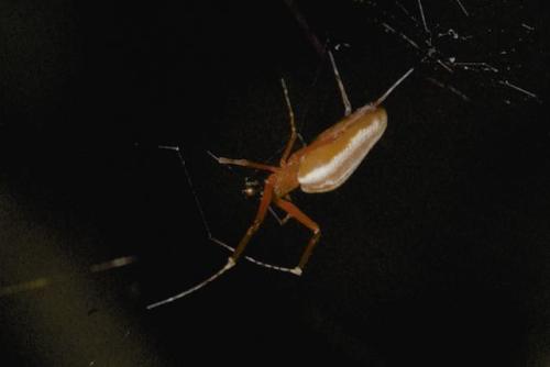 Réf. 314 314 : Philoponella raffrayi