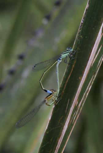Ischnura senegalensis