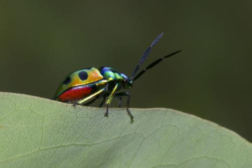 Chrysocoris sp.