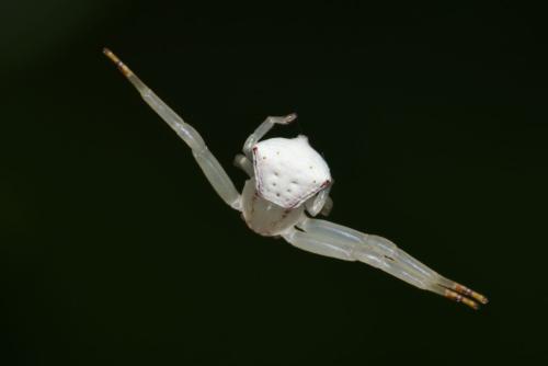 Thomisinae