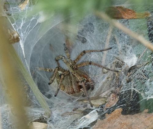 Agelena labyrinthica