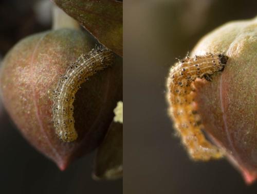 Réf. 314 819 : Heliothis sp.