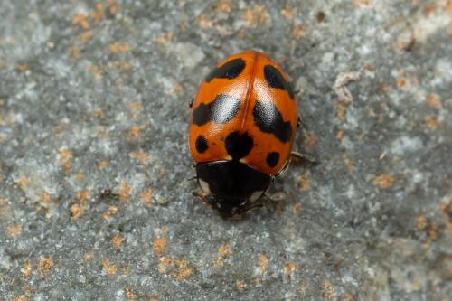Coccinella undecimpunctata