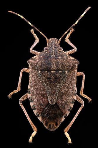Réf. 314 193 : Halyomorpha halys