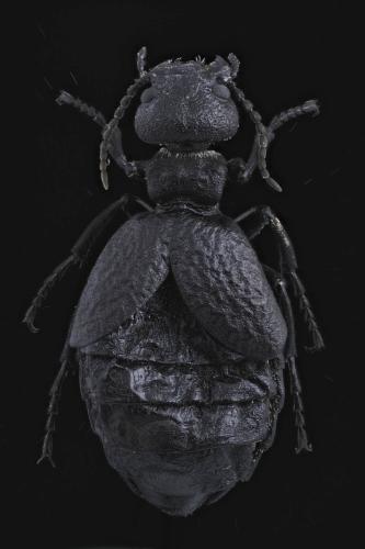 Réf. 314 328 : Meloe mediterraneus