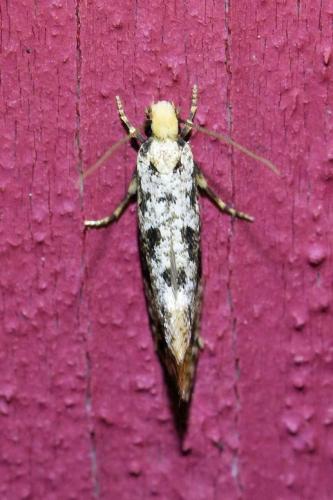 Nemapogon sp.