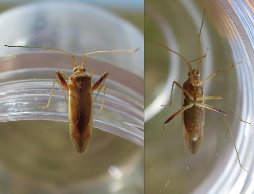 Creontiades pallidus