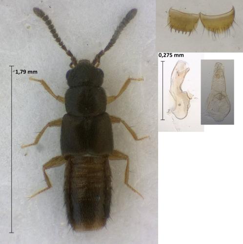 Diestota guadalupensis