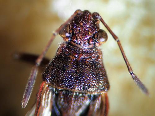Réf. 314 604 : Stictopleurus punctatonervosus