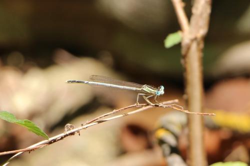 Platycnemis latipes