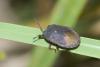314610 – Photo : D. Martinez – Philippines