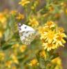 314920 – Photo : Philippe Fourtier – France (06)