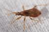 314611 – Photo : Christian Berquer – France (50)