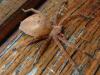 314981 – Photo : Didier Petot – France (94)