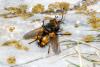Tachina fera