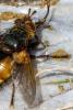 Tachina fera