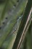 314926 – Photo : D. Martinez – Philippines