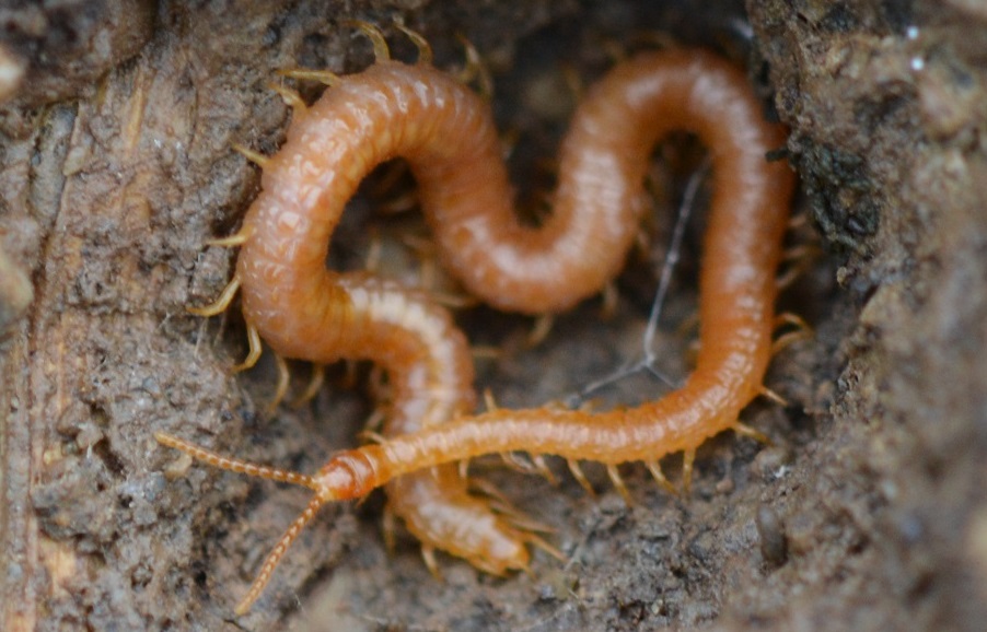 Christian Berquer - Strigamia sp. - réf. 314612 (902 x 578 pixels, 207 ko)