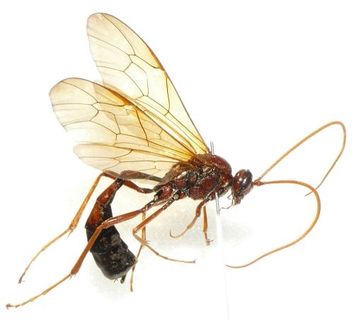 Réf. 315 507 : Eremotylus marginatus