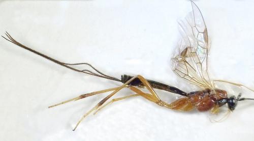 Réf. 315 818 : Macrocentrus bicolor