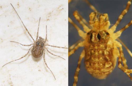 Dasylobus graniferus