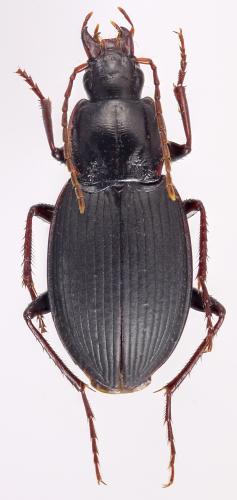 Réf. 315 282 : Calathus montivagus