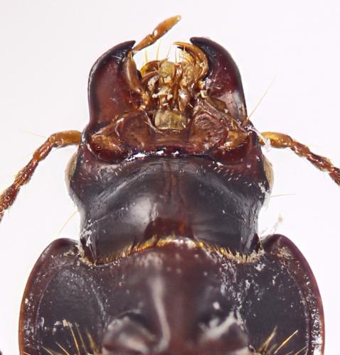 Réf. 315 445 : Harpalus dissitus