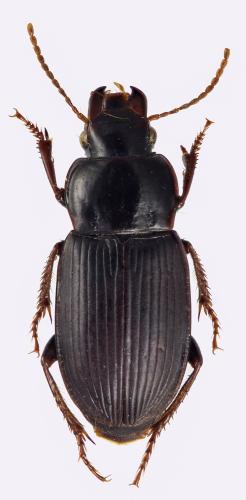 Harpalus dissitus