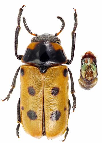 Tituboea biguttata