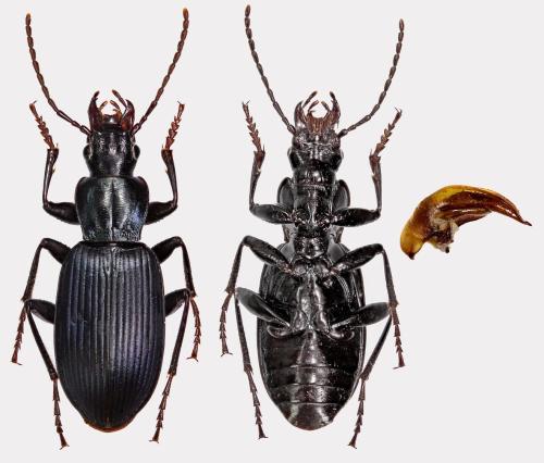 Réf. 315 235 : Laemostenus barbarus